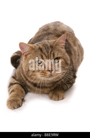 Chocolate Tortie British Shorthair Cat Laying Studio Stock Photo