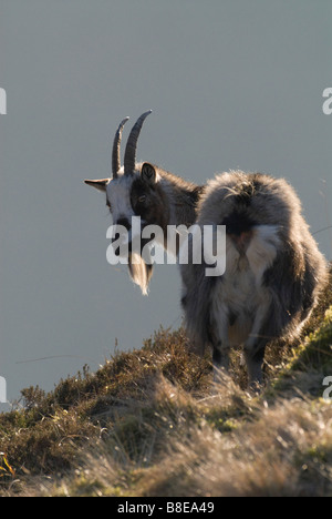 Wild goat Capra hircus portrait on the NTS Grey Mare s Tail property near Moffat Dumfries Galloway Scotland Stock Photo