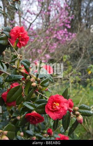 camellia in flower chyverton garden cornwall Stock Photo