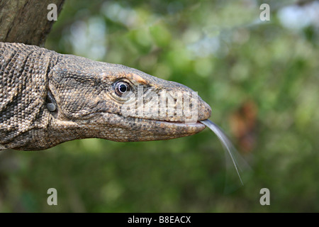 Bengal/ Common Indian Monitor, Varanus bengalensis, Aarey Milk Colony, Mumbai. Stock Photo