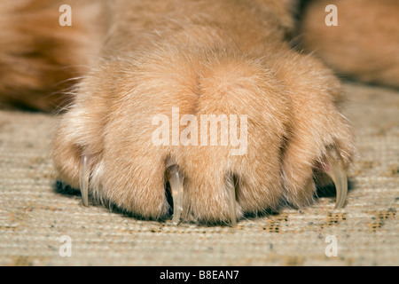 Cats paw and claws Stock Photo
