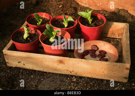 A group of bean seedlings in pots with seeds in a wooden seed tray Stock Photo