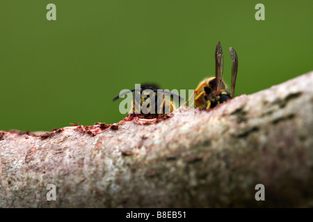 Common wasps, Vespula vulgaris, feeding on log in garden at Dorset, UK in August summer Stock Photo