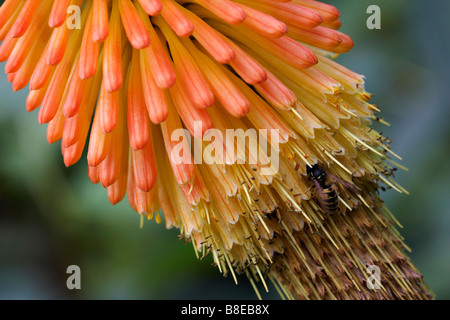 German wasp, Vespula germanica, feeding on Red Hot Poker, Kniphofia, in Summer at Dorset, UK Stock Photo