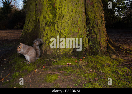 Squirrel eating chocolate Stock Photo