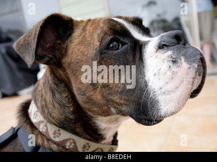 Boxer Dog Stock Photo