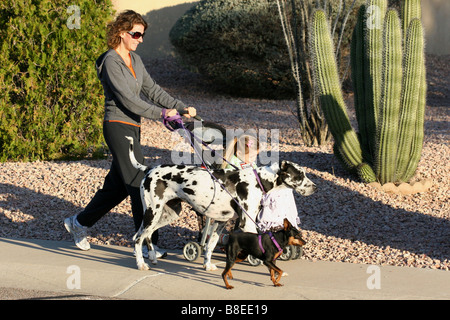 A young woman multi tasks by taking an early morning walk pushing her daughter in a stroller and walking 2 dogs Stock Photo