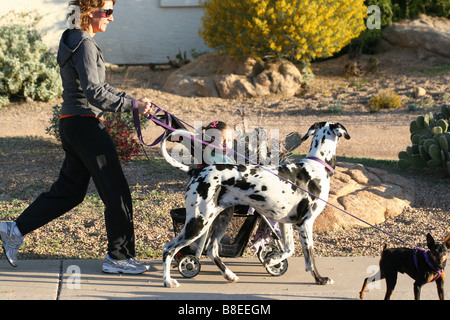 A young woman multi tasks by taking an early morning walk pushing her daughter in a stroller and walking 2 dogs Stock Photo