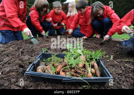 School children digging up vegetables in the vegetable plot at a ...