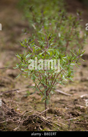 Summer savory (satureia hortensis) Stock Photo