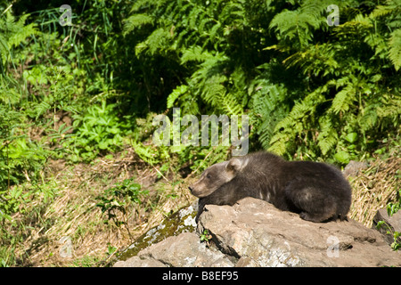 Brown Bear cub resting on a rock in the sun at Big River Lake in Southcentral Alaska during Summer Stock Photo