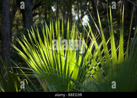 GEORGIA - Leaves of the Saw Palmetto, (Serenoa repens), along the Sandpiper Nature Trail in Skidaway Island State Park. Stock Photo