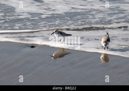 A Sanderling bird (Calidris Alba) seen here standing on the shore Stock Photo