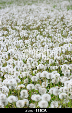 Blowballs on a meadow, Feldberger, Germany Stock Photo