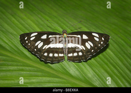 Common Sailor Butterfly, Neptis hylas, Silonda, Sanjay Gandhi National Park, Mumbai. Nymphalidae : Brush Footed Stock Photo