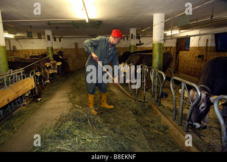 Farmer in a cow barn, Wenns, Austria Stock Photo