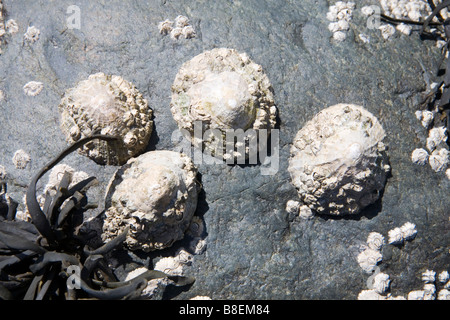 Limpets on rock Stock Photo
