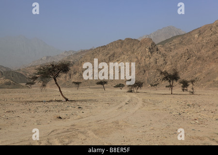 Acacia trees in Sinai desert, Egypt Stock Photo