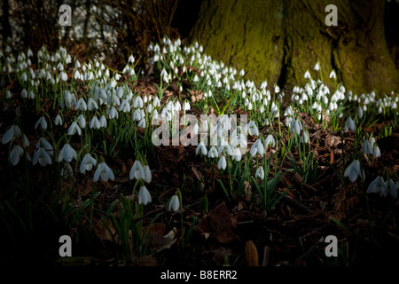 Snowdrops in wood Stock Photo