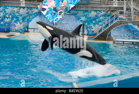 Orca or Killer Whale jumping,. SeaWorld, San Diego, California Stock Photo