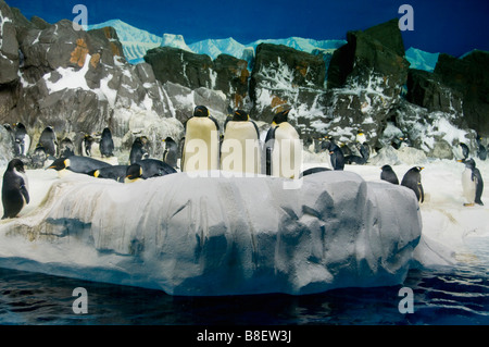 The Penguin Encounter at SeaWorld Stock Photo - Alamy
