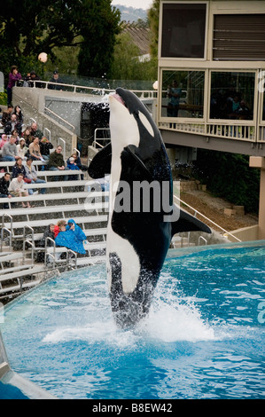 Killer Whale or Orca jumping, SeaWorld, San Diego California Stock Photo