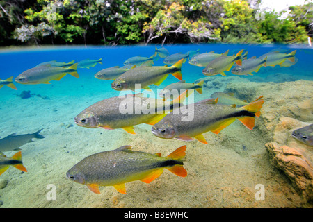 Characins or Piraputangas, Brycon hilarii, Balneario Municipal, Bonito, Mato Grosso do Sul, Brazil Stock Photo