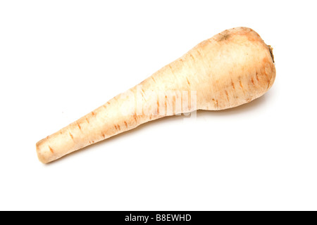 Parsnip isolated on a white studio background Stock Photo