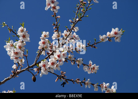 almond tree branch with blossom, almonds and fresh green leaves, Spain Stock Photo