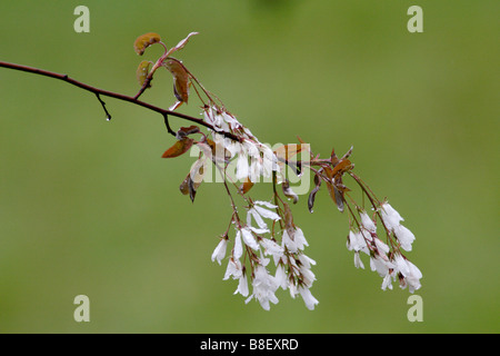 Juneberry or serviceberry blossoms in the rain Stock Photo