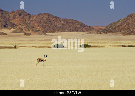 Springbok on grassland, Namib-Naukluft Park, Namibia Stock Photo