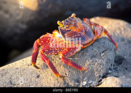 Sally Lightfoot crab, (Percnon gibbesi) Isla Fernandina, Galapagos Islands, Ecuador. Stock Photo