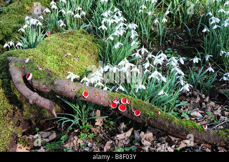 Snowdrops Galanthus nivalis and Scarlet Elf Cup Fungi on the woodland floor Carmarthenshire Wales Stock Photo