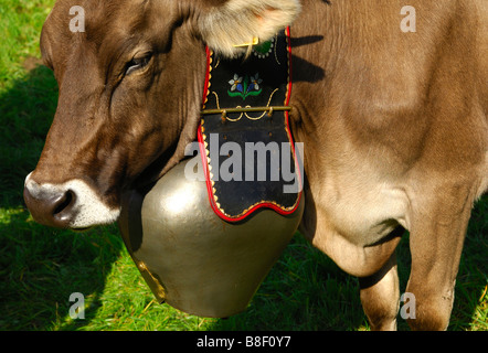 Portrait of a Swiss Brown cow with a big bell around the neck, Switzerland Stock Photo