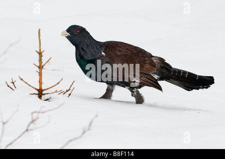 Auerhahn (Tetrao urogallus) - male western capercaillie wood grouse Stock Photo