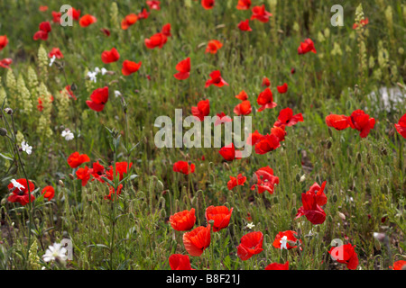 Fields of Common poppies, Papaver rhoeas, Wild mignonette, Reseda lutea and White campion, Silene alba, in May at Dorset Stock Photo