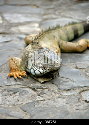 Green Iguana in Seminario Park, Guayaquil, Ecuador, South America Stock Photo