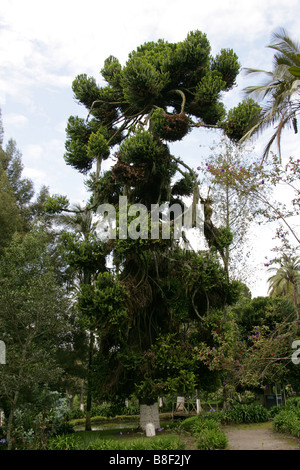 Candelabra Tree or Parana Pine, Araucaria angustifolia, Araucariaceae, Ecuador, South America Stock Photo