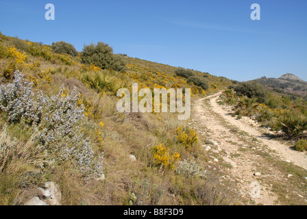 track with wild rosemary and gorse in flower, near Benimaurell, Vall de Laguar, Alicante province, Comunidad Valenciana, Spain