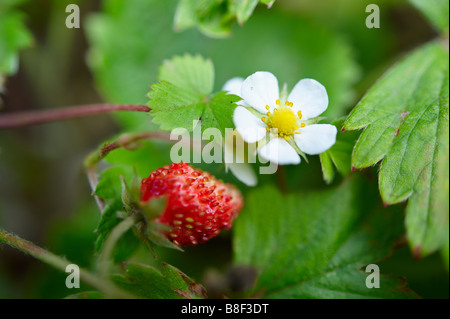 Wild strawberry and wild strawberry flower on a strawberry plant growing  in a garden