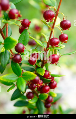 Ugni molinae Also known as Little Myrtle , Tazziberry or New Zealand cranberry. Chilean superfood anti oxidant Stock Photo