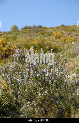 wild rosemary and gorse in flower, near Benimaurell, Vall de Laguar, Alicante province, Comunidad Valenciana, Spain