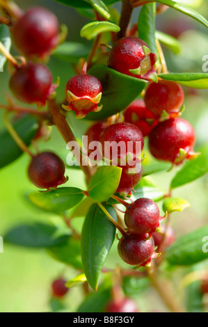 Ugni molinae Also known as Little Myrtle or Tazziberry . Chilean superfood anti oxidant Stock Photo