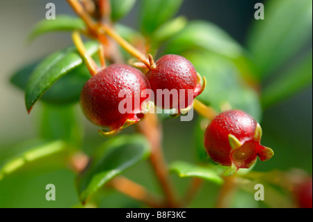 Ugni molinae Also known as Little Myrtle , Tazziberry or New Zealand cranberry. Chilean superfood anti oxidant Stock Photo
