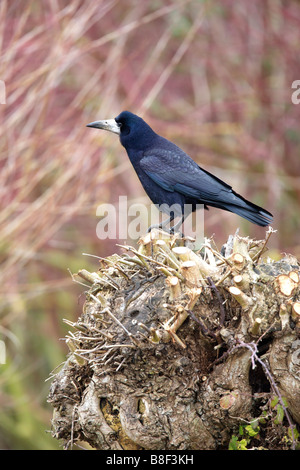 Rook (Corvus frugilegus) standing on a pollarded willow tree. Stock Photo