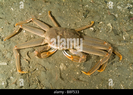 Tanner Crab Snow Crab Chinoecetes Bairdi Alaska Stock Photo - Alamy