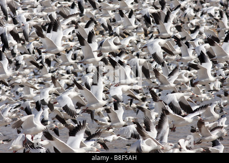 Snow Geese flock Stock Photo