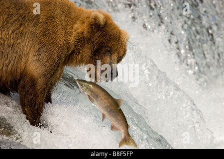 Brown Grizzly Bear Ursus arctos horribilis Katmai National Park Alaska Stock Photo