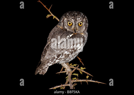 African scops owl (Otus senegalensis) sitting on a branch at night (wild) Stock Photo