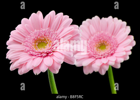 A pair of pale pink gerberas against a black background one in focus in front of the other Stock Photo